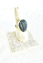 Fossilized Trilobite Signet Ring in Yellow Gold & Sterling Silver