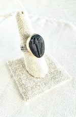 Fossilized Trilobite Signet Ring in Yellow Gold & Sterling Silver